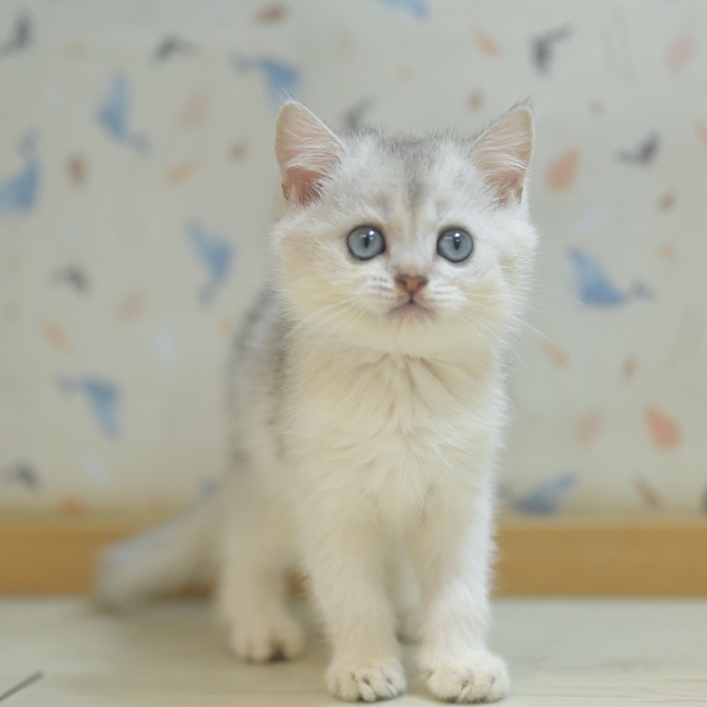 今年最後一胎銀漸層~