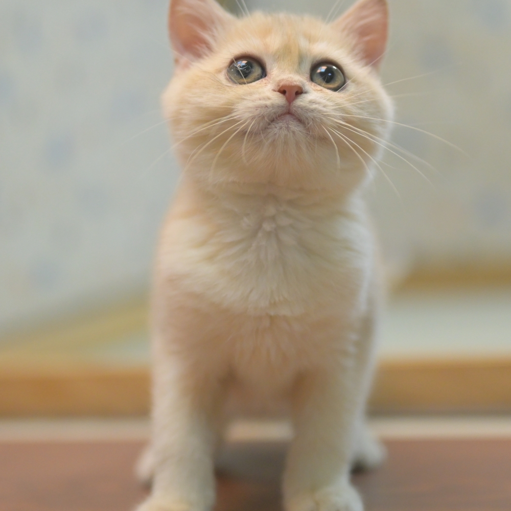 隻英短的眼神，真的很