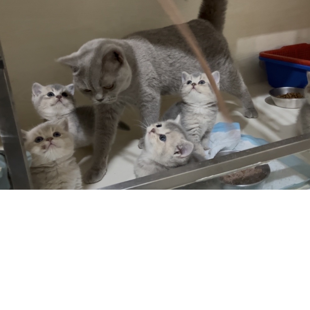 預定中*藍金漸層✨ 