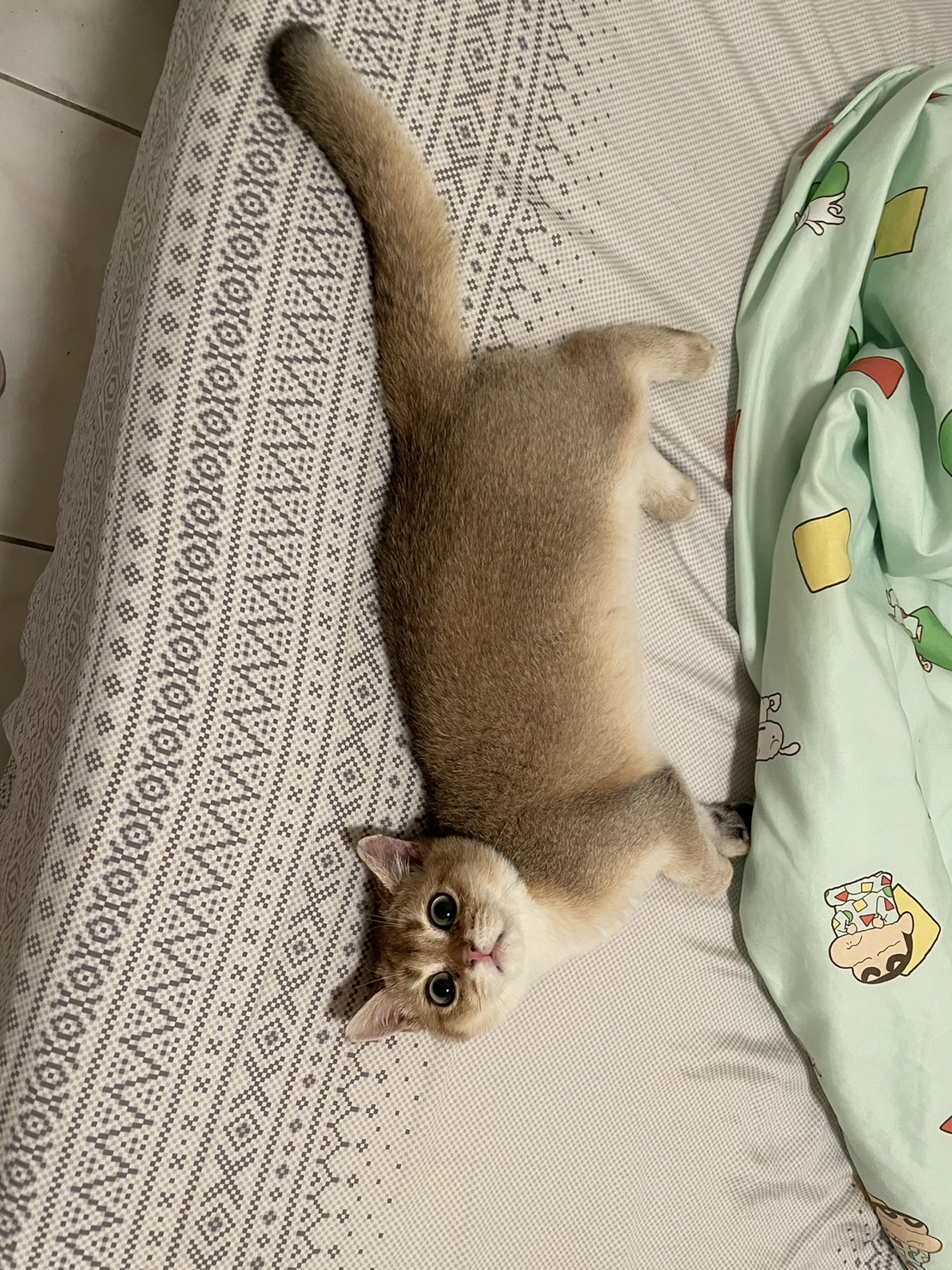 金橙吾 5