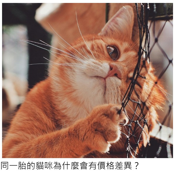 同一胎的貓咪為什麼會有價格差異?