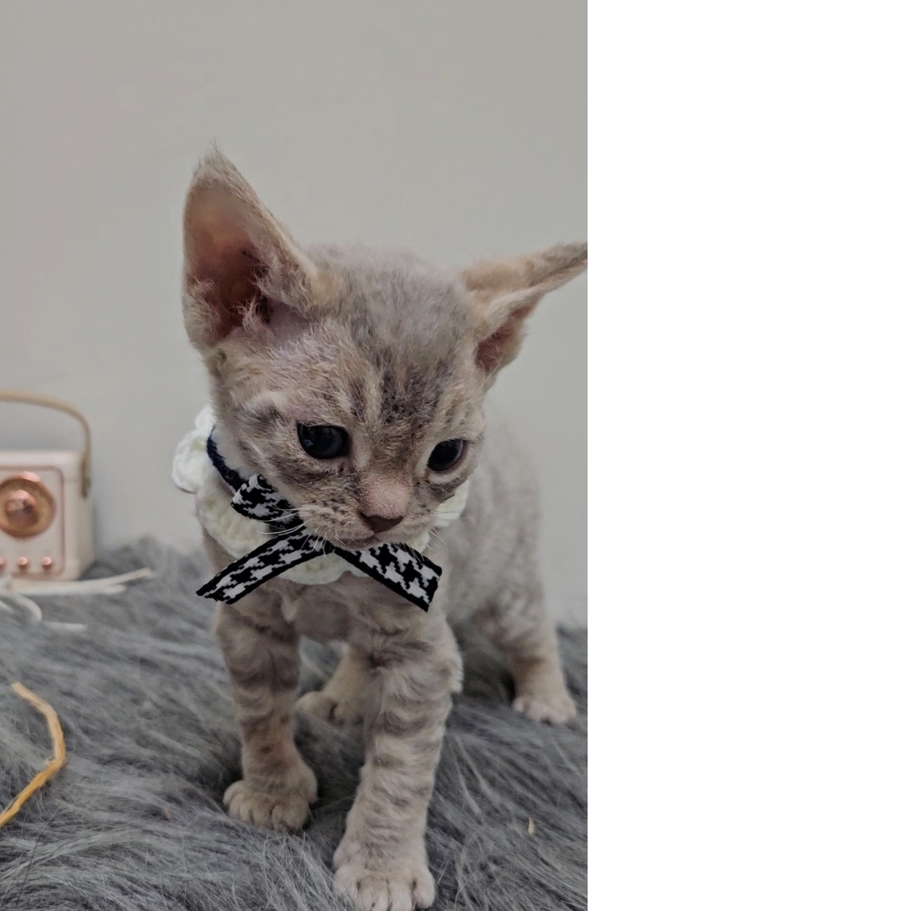 紫丁香德文卷毛貓(已