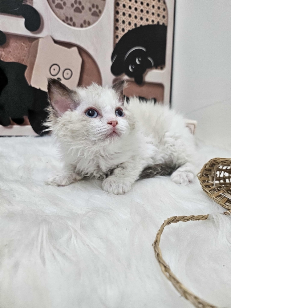 重點色賽爾凱克卷毛貓