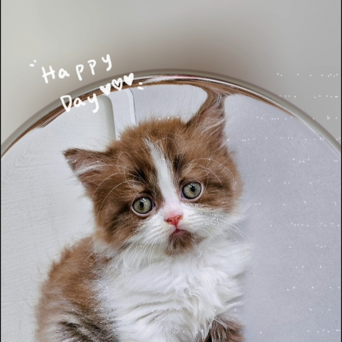 巧克力加白直毛賽爾凱