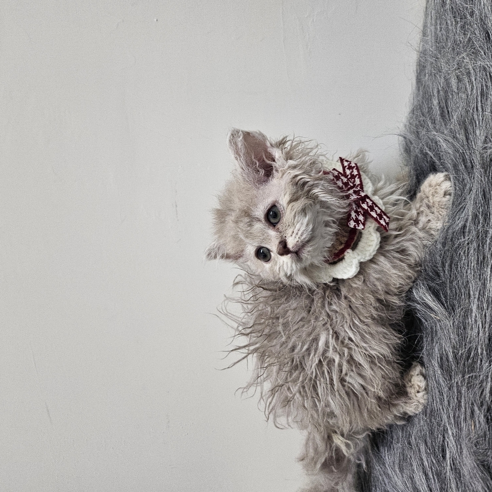 紫丁香賽爾凱克妹妹