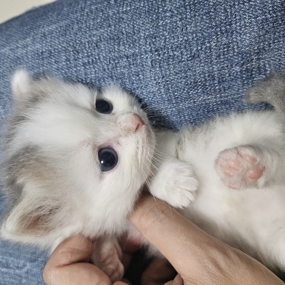 藍金加白小步舞曲弟弟