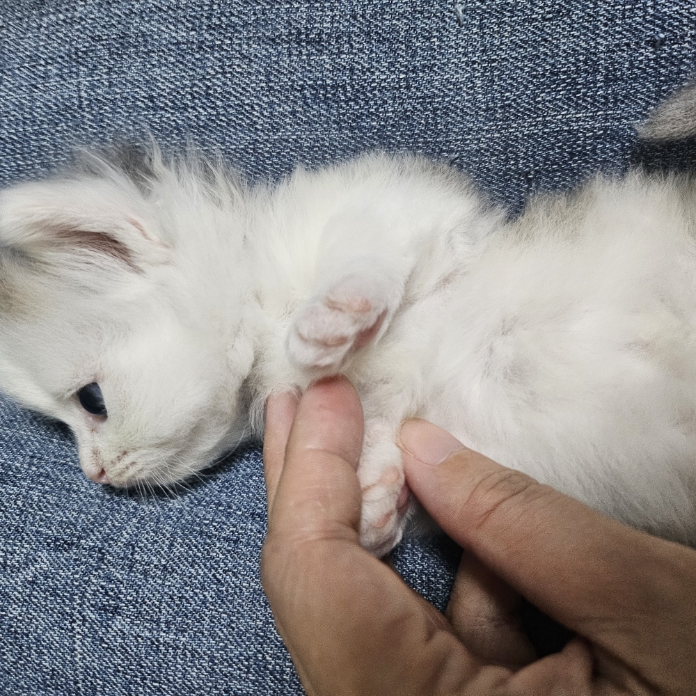 藍金加白小步舞曲弟弟