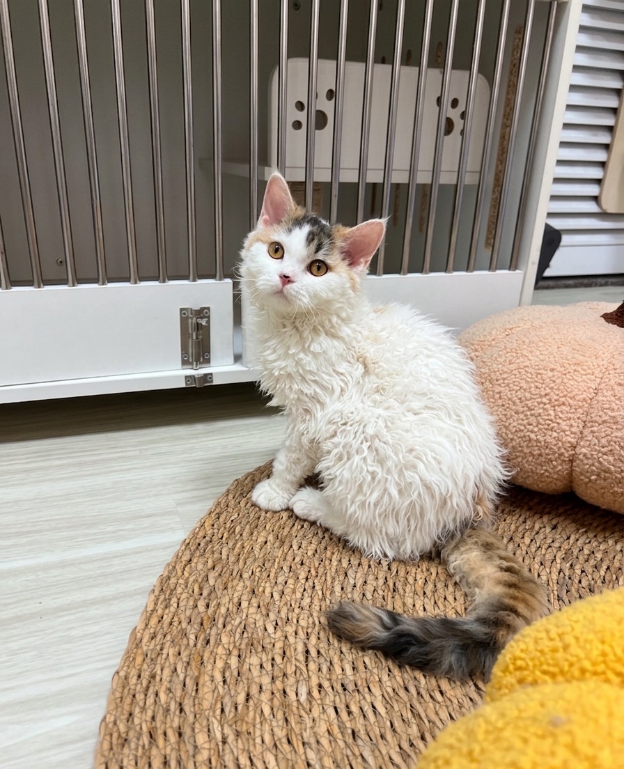 金三花塞爾凱克捲毛貓妹妹68000