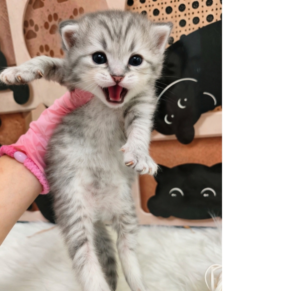 西伯利亞森林貓藍銀虎斑妹妹98000