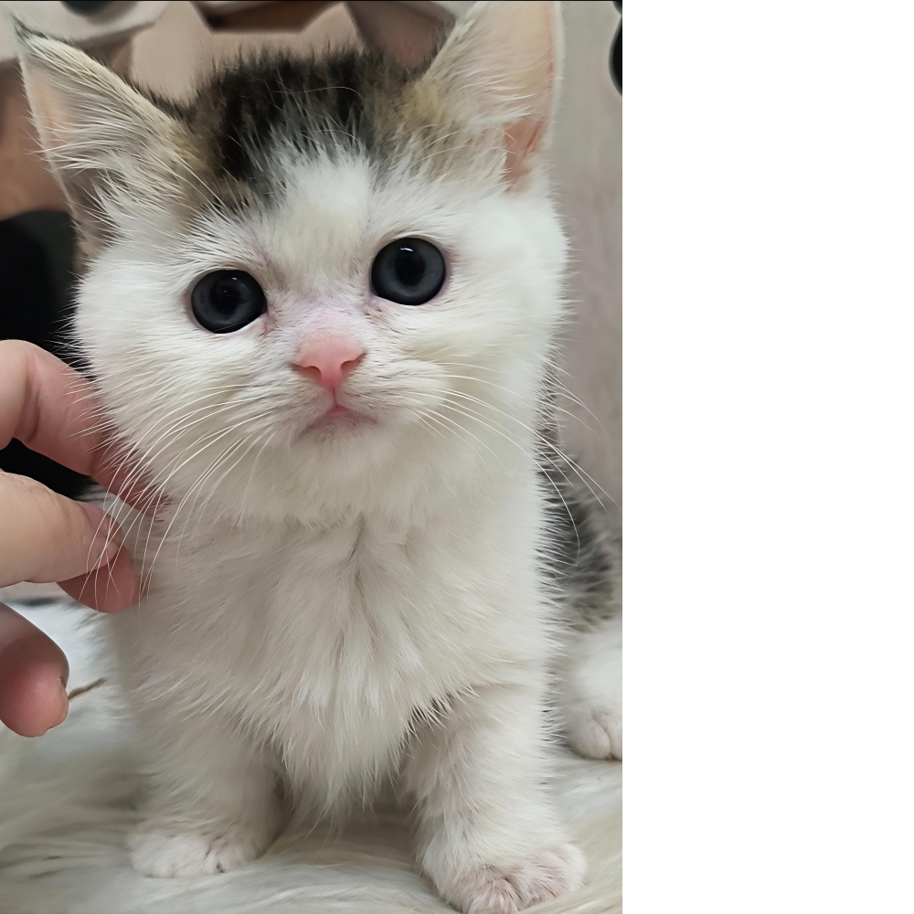金加白短腿曼曼妹88000(已售出)