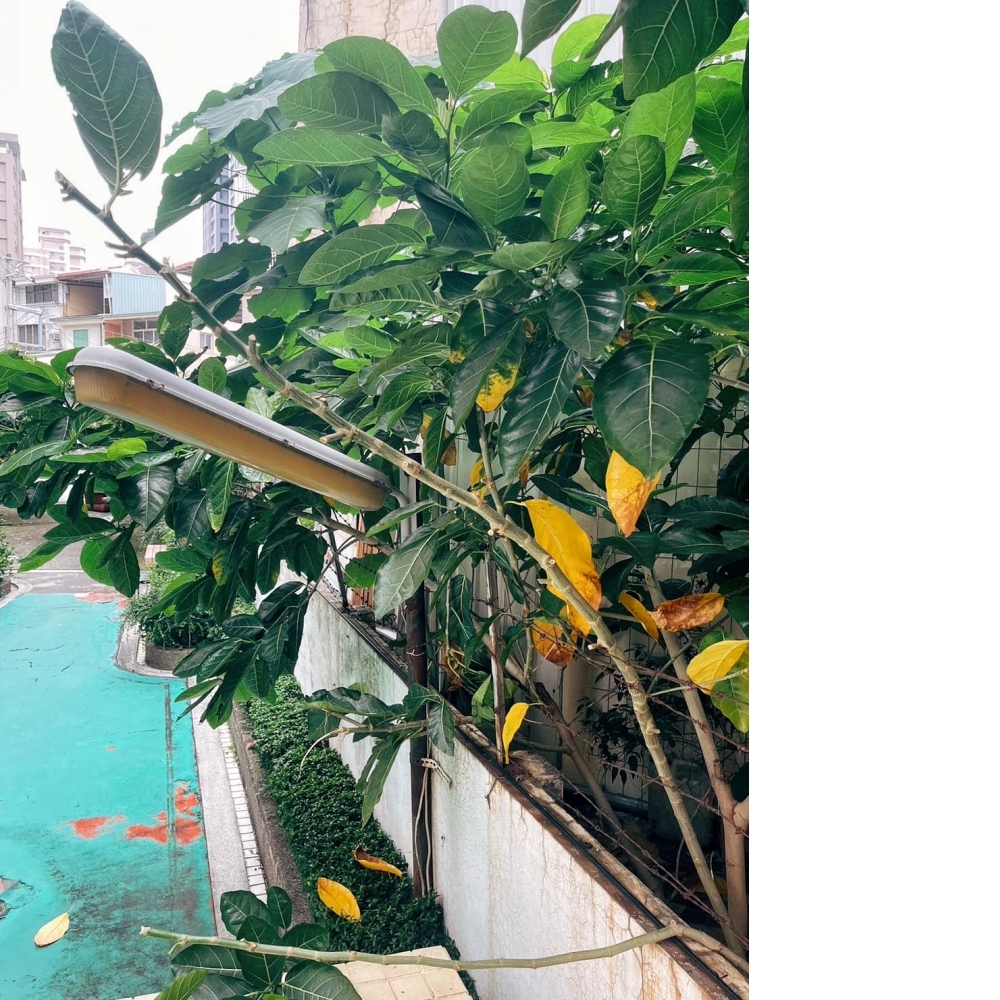 社區園藝修剪的優點/綠化工程/台中綠化工程