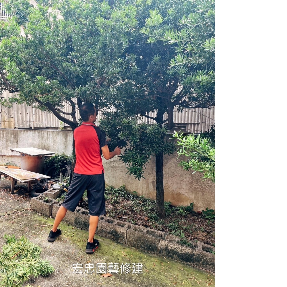 社區園藝修剪的優點/綠化工程/台中綠化工程