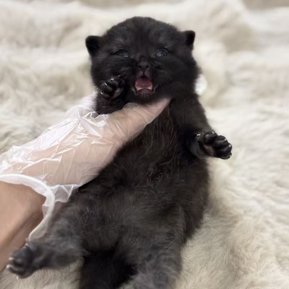 英國短毛貓