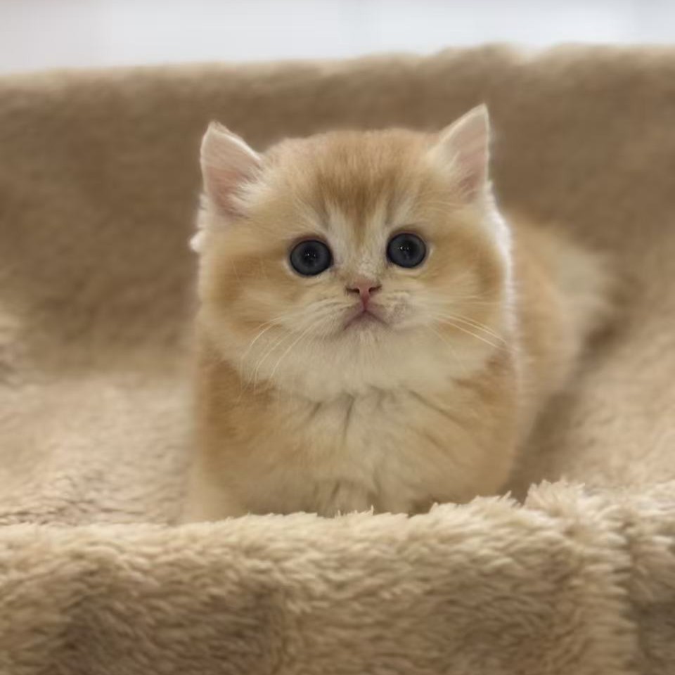 英國短毛貓