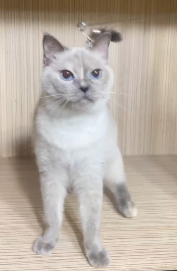 重點色英短妹妹【已有家長】