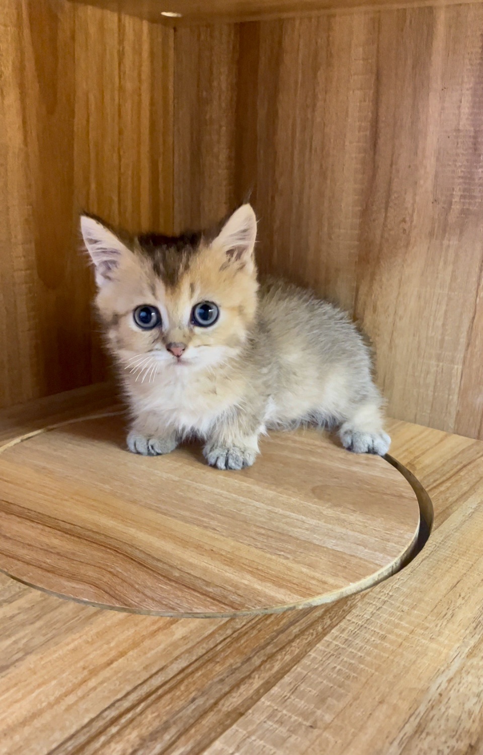 黑金曼赤肯弟弟【已有家長】