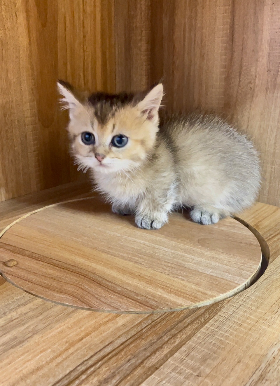 黑金曼赤肯弟弟【已有家長】