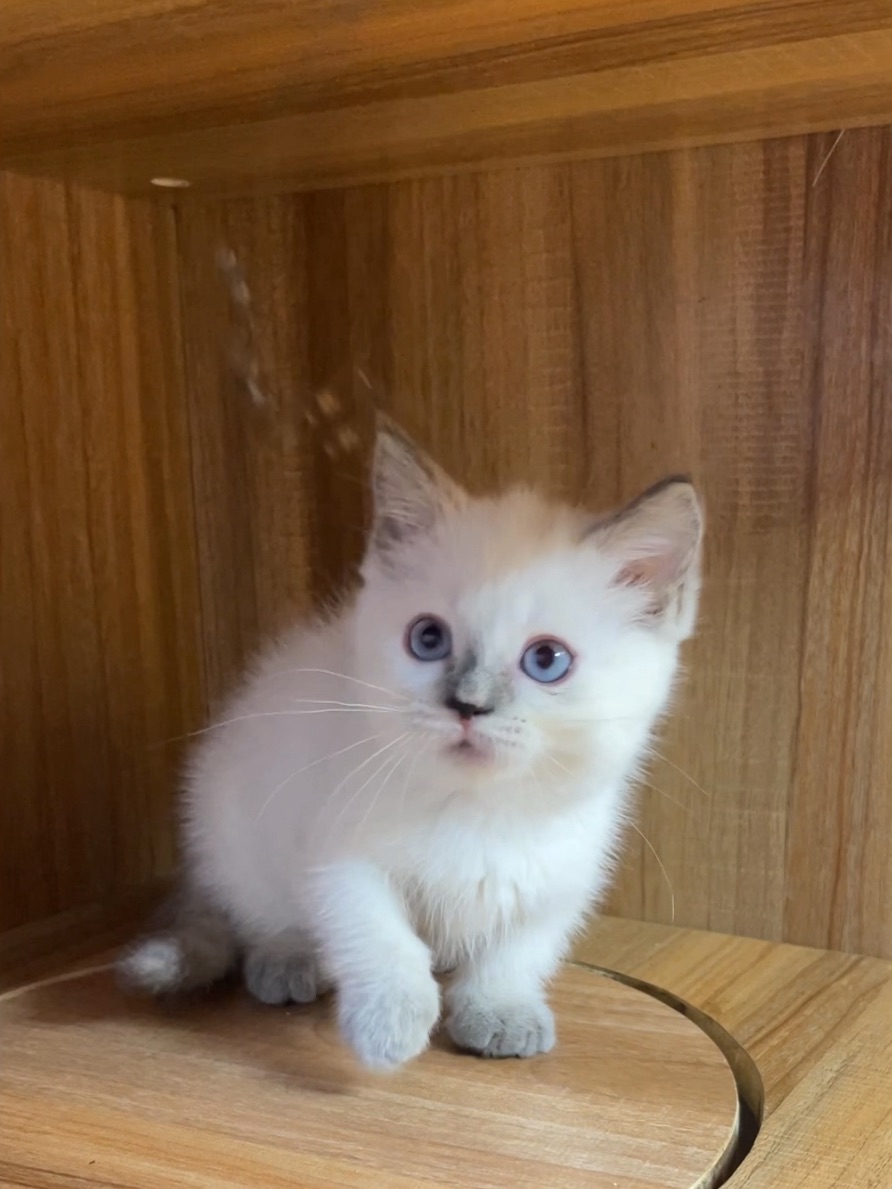 重點曼赤肯妹妹