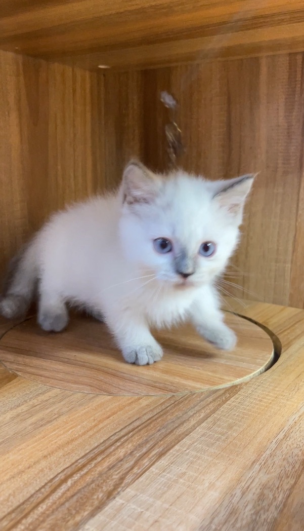 重點曼赤肯妹妹