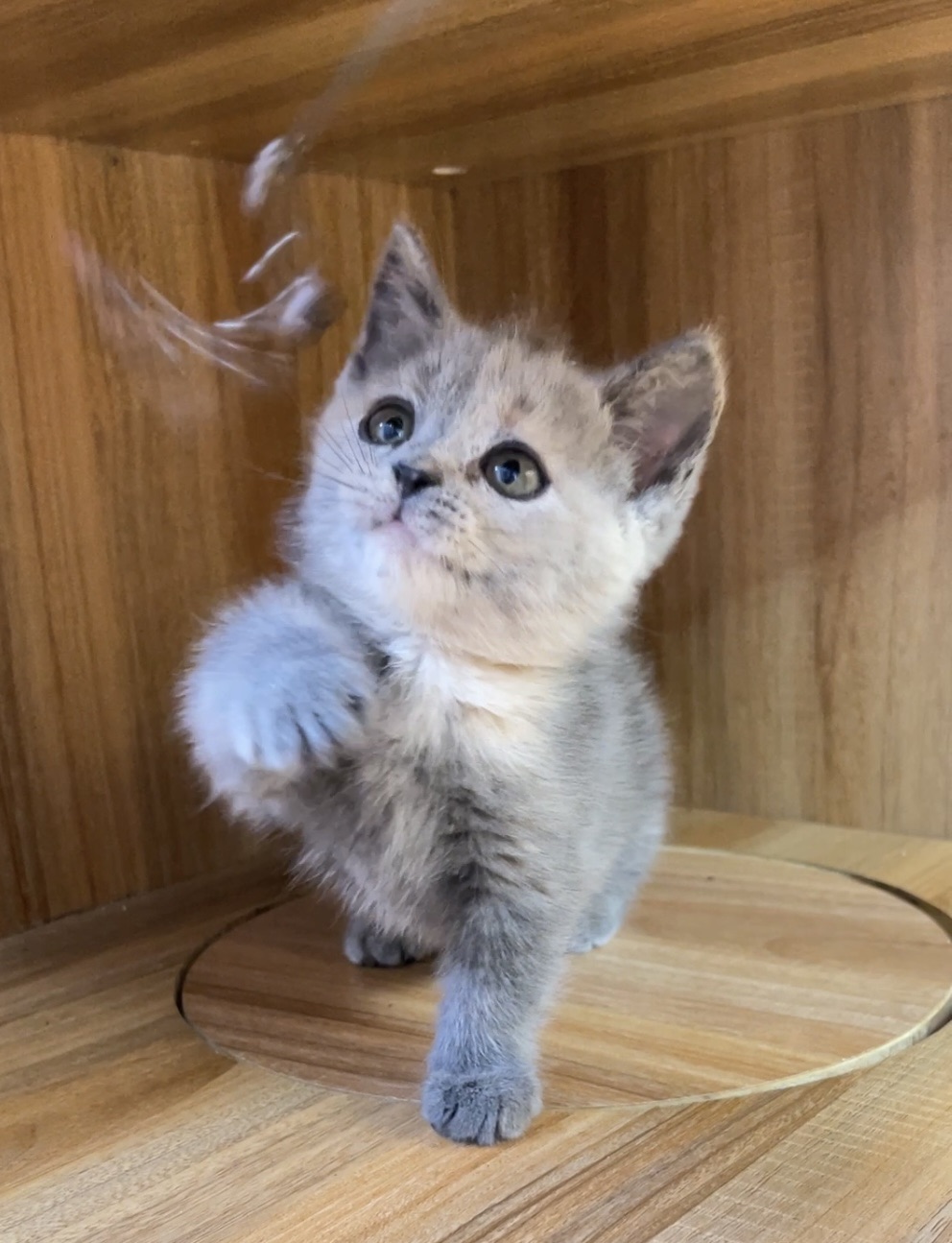 藍奶曼赤肯弟弟