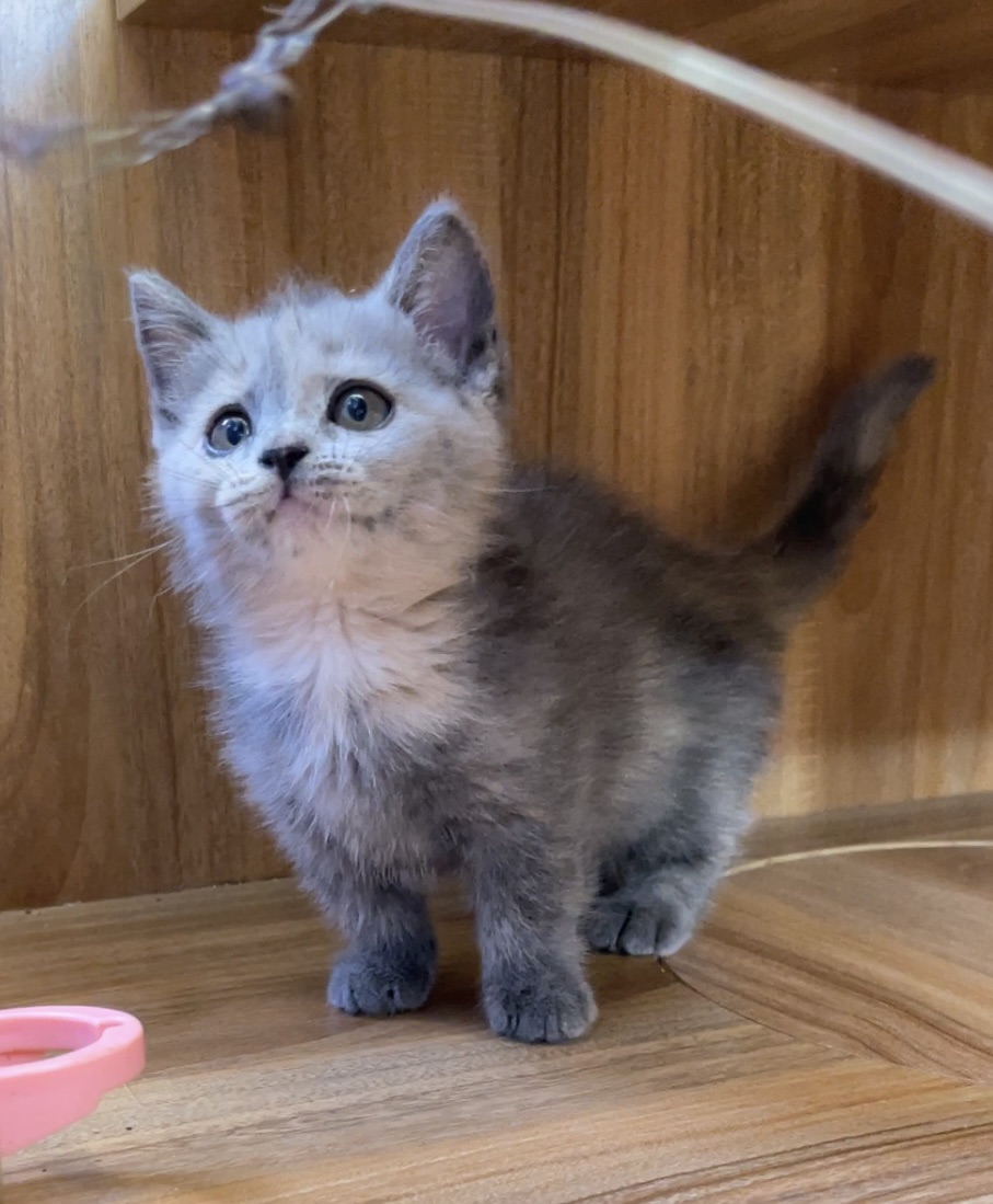 藍奶曼赤肯弟弟