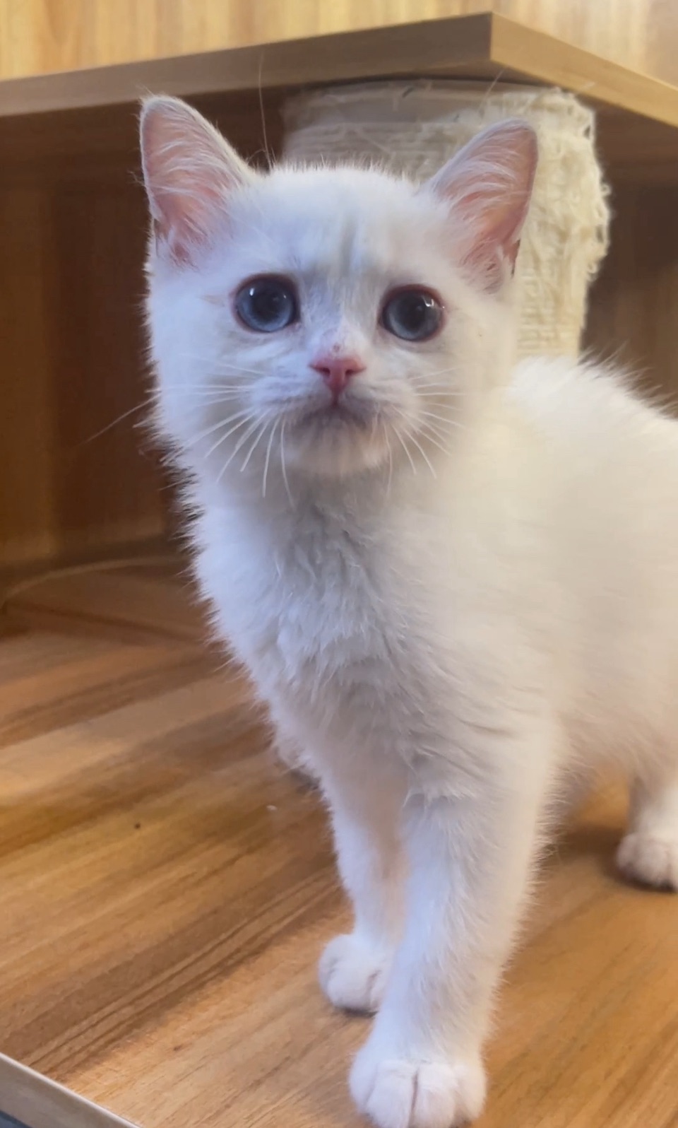 銀點妹妹【已有家長】