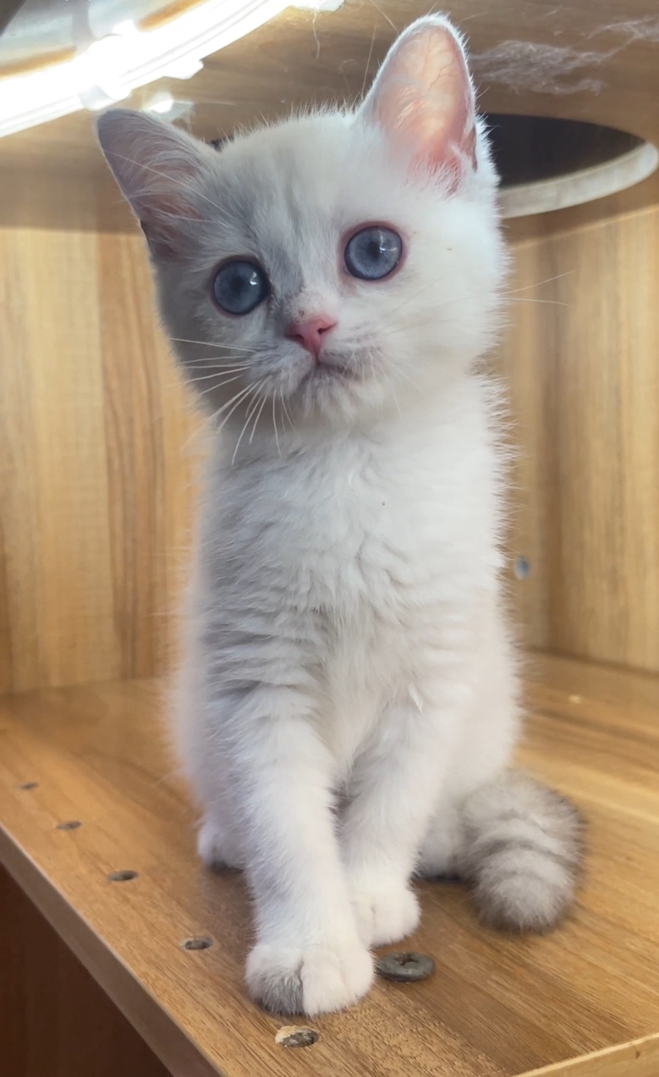 銀點妹妹【已有家長】