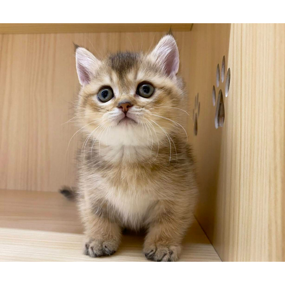 曼赤肯｜黑金 (已有家)