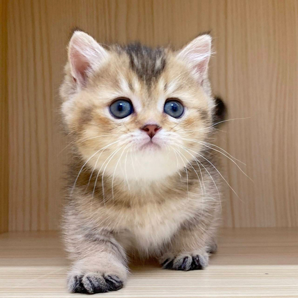 曼赤肯｜黑金 (已有