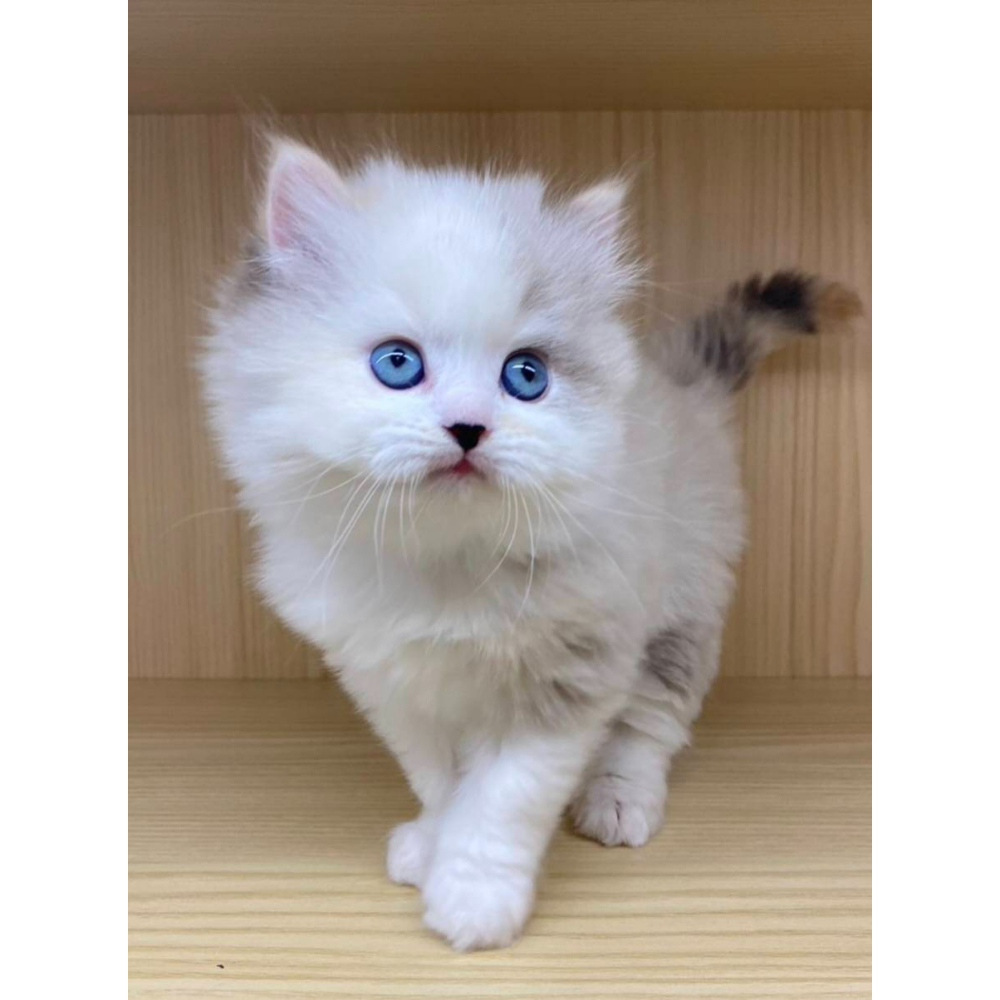 英長｜三花 (已有家