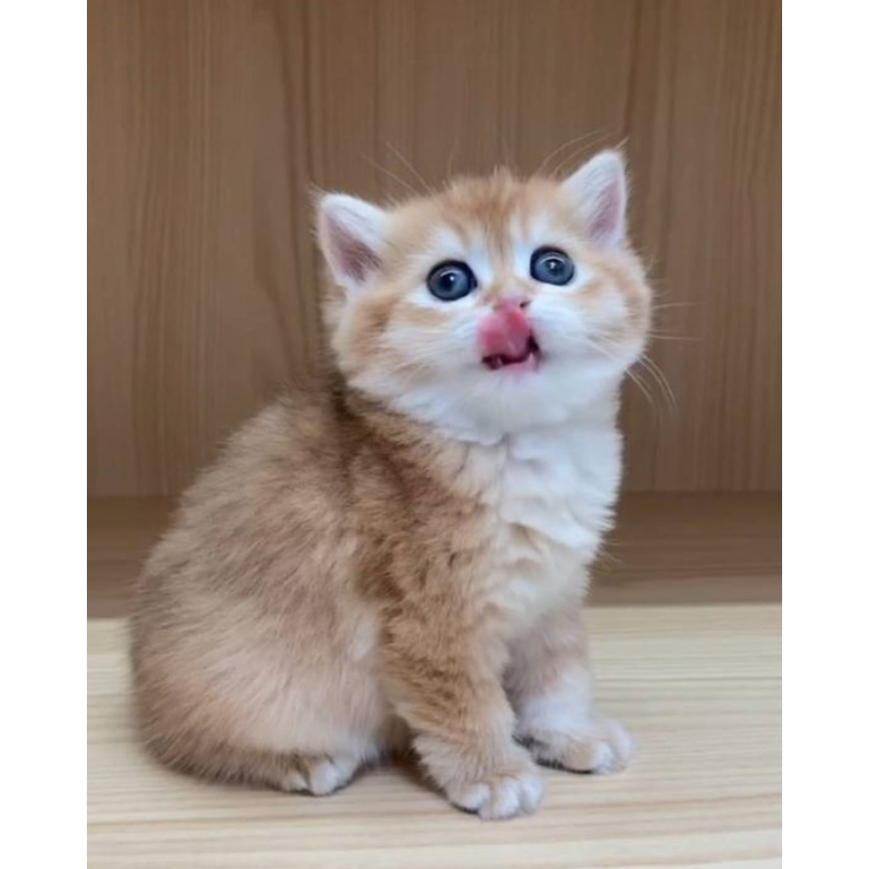 英短｜金漸層 (已有家)