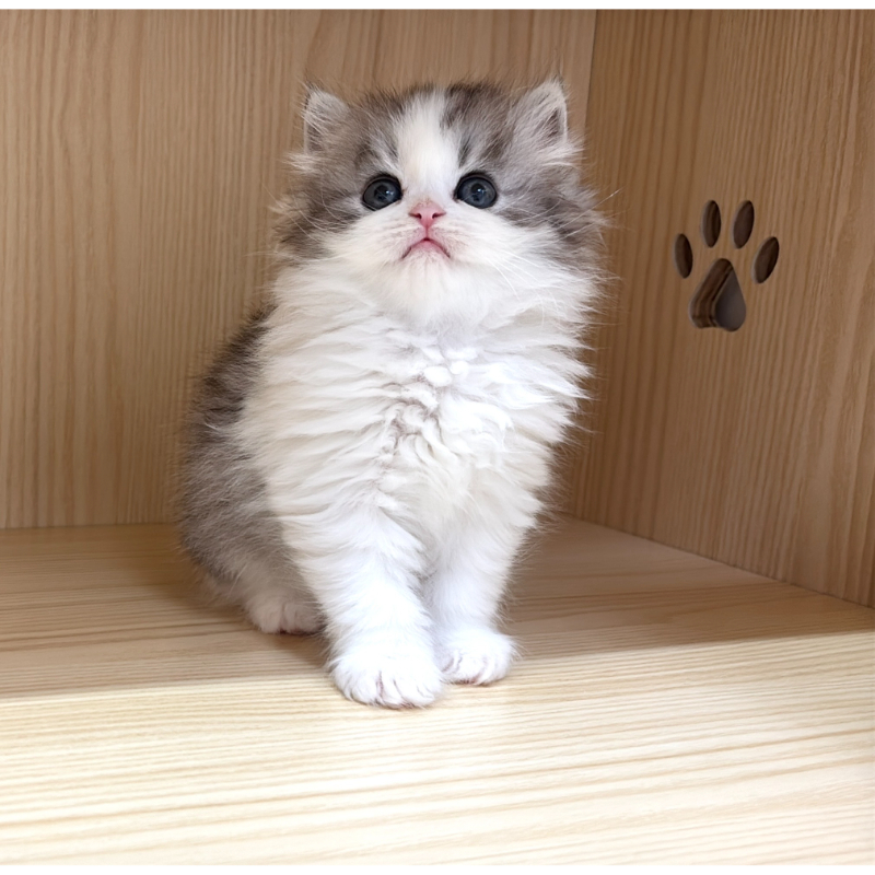 英長｜銀白(已有家)