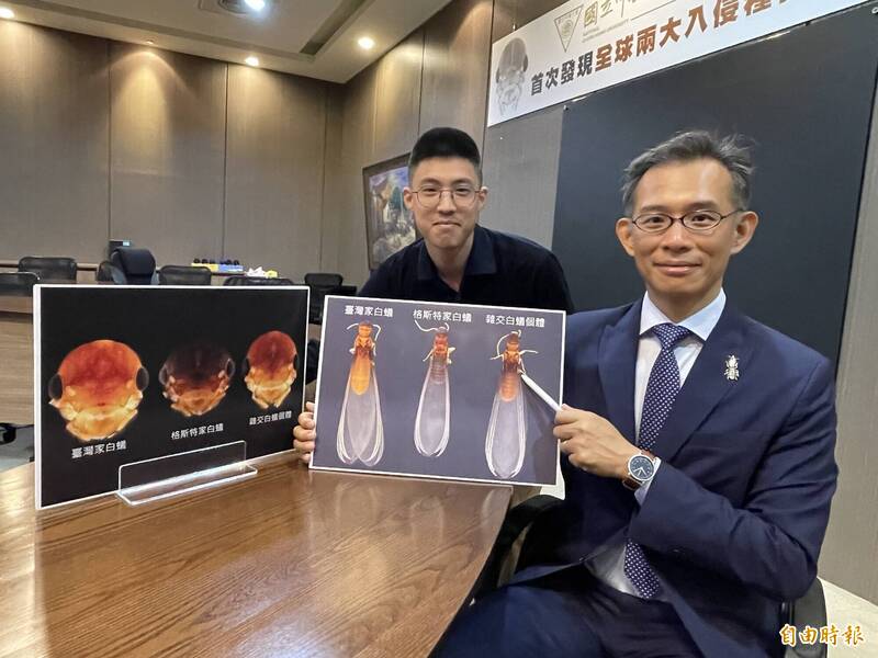 興大發現前兩大危害白蟻已在台灣野外「強強聯姻」雜交出「超級白蟻」。（記者蘇孟娟攝）