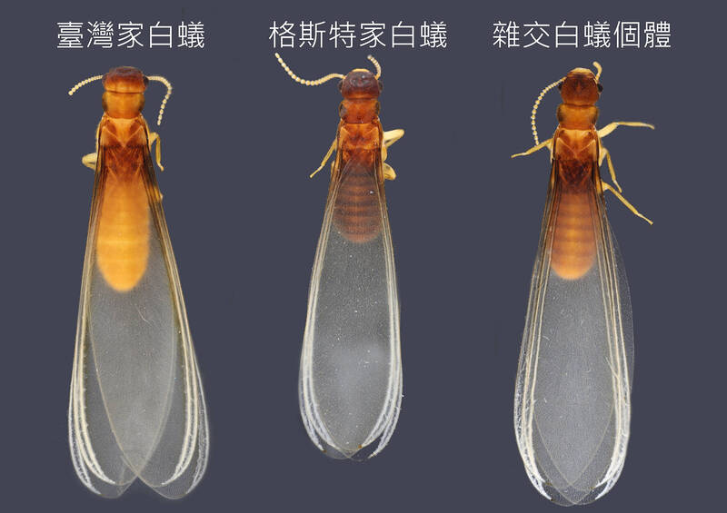 興大發現前兩大危害白蟻已在台灣野外「強強聯姻」雜交出「超級白蟻」。（圖：興大提供）