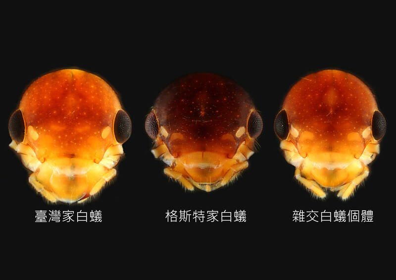 興大發現前兩大危害白蟻已在台灣野外「強強聯姻」雜交出「超級白蟻」。（圖：興大提供）