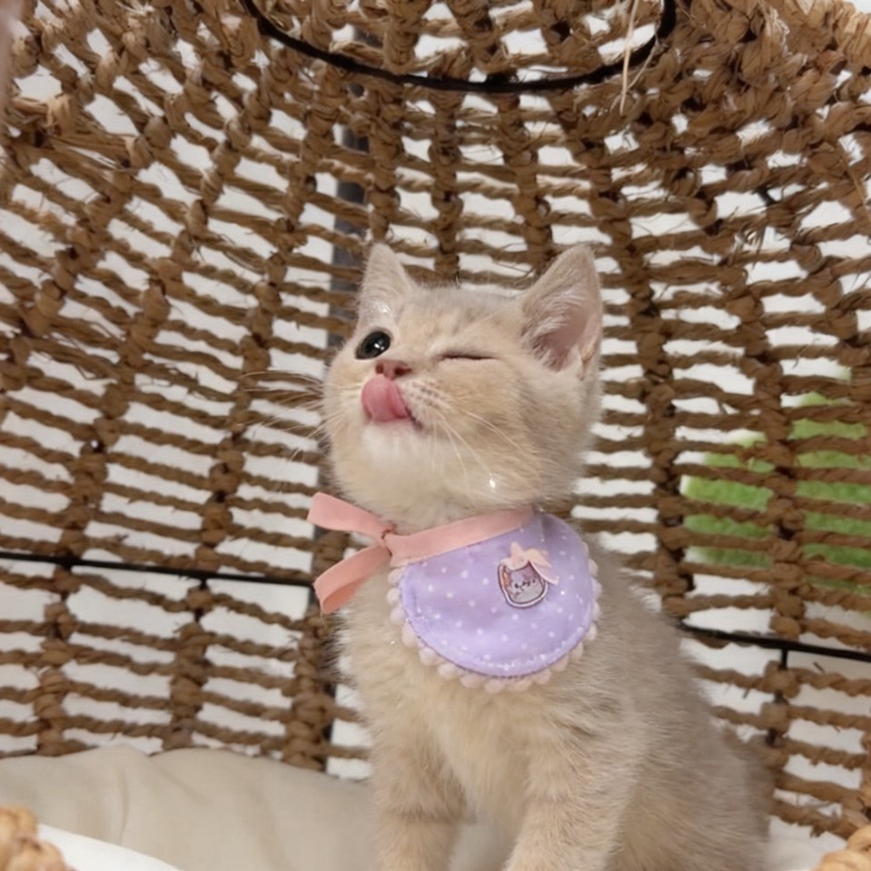 （已有家長）＊紫丁香