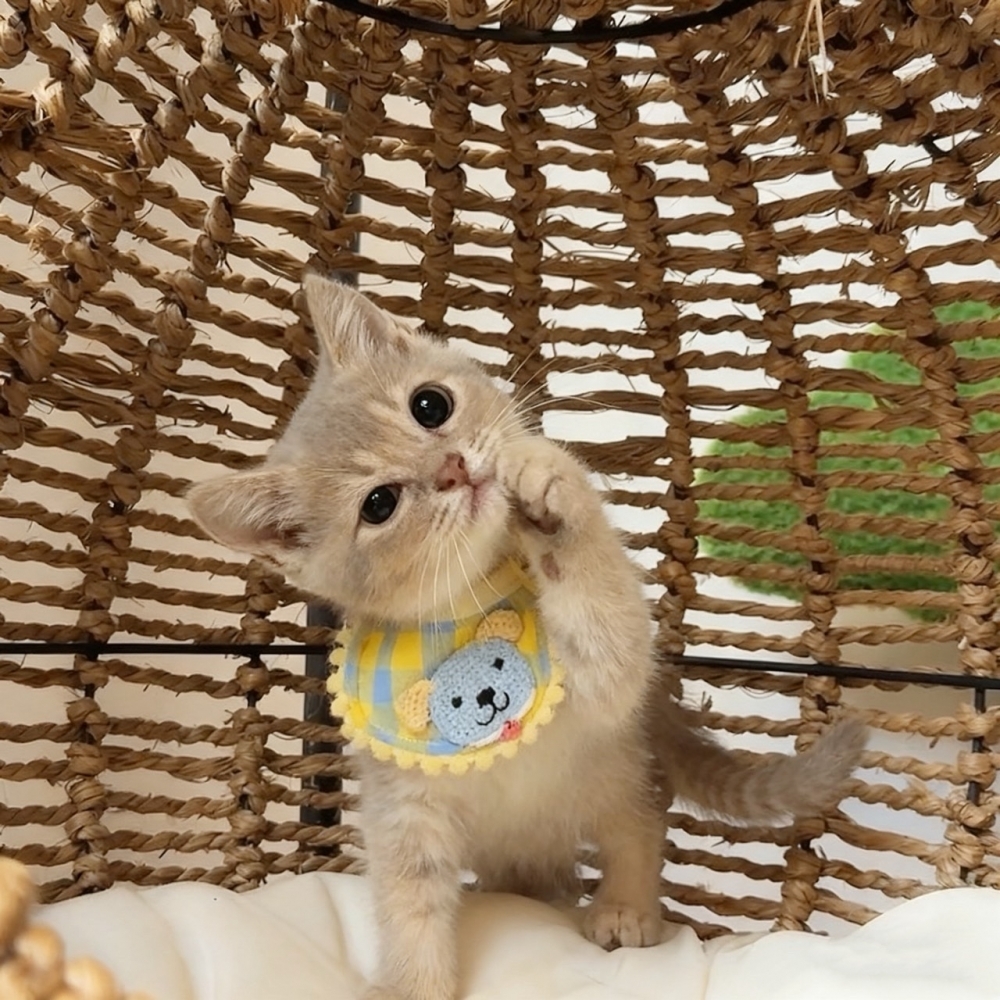 (已有家長)*紫丁香英短弟弟