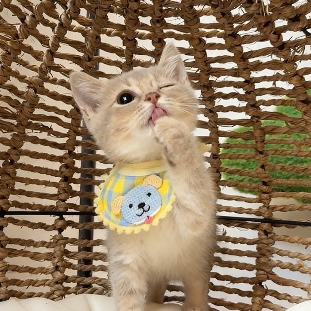 （已有家長）＊紫丁香