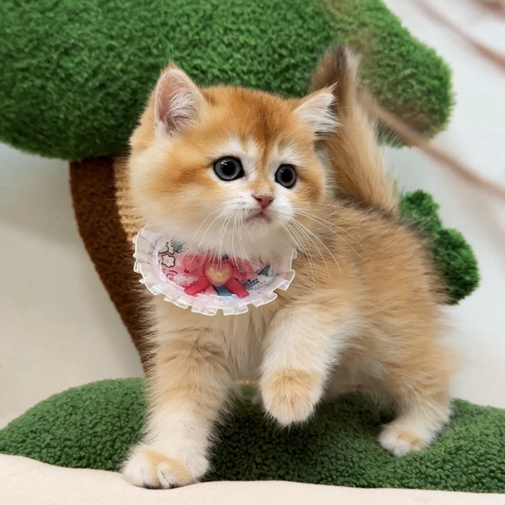 （等家中）＊熊版金漸層弟弟45000$