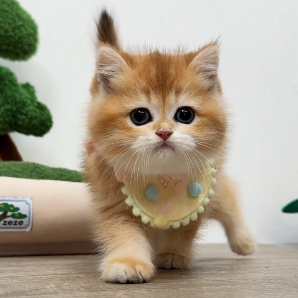 （等家中）＊熊版金漸層弟弟45000$