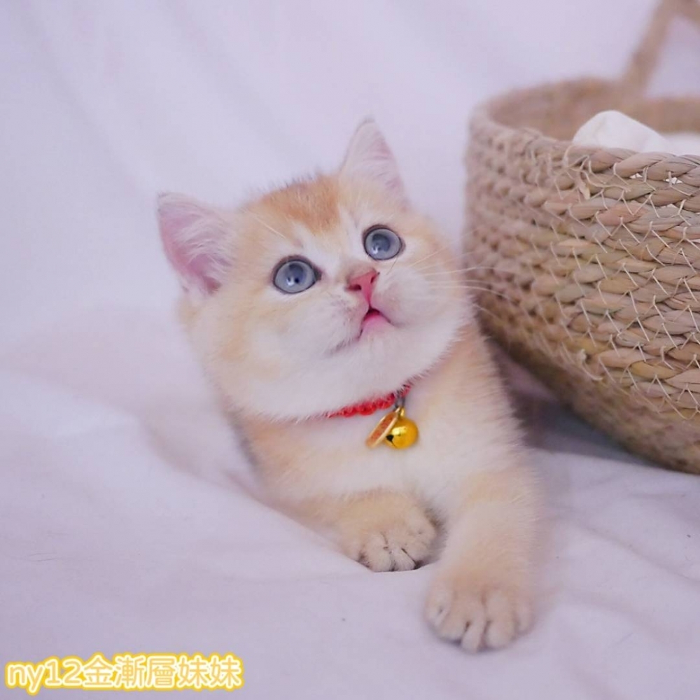 金漸層英短妹妹