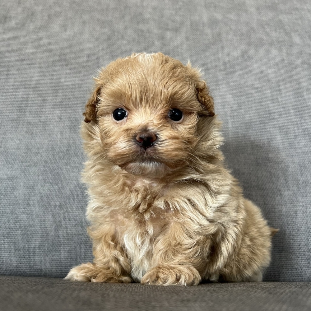 馬爾泰迪寶寶/馬爾泰迪幼犬