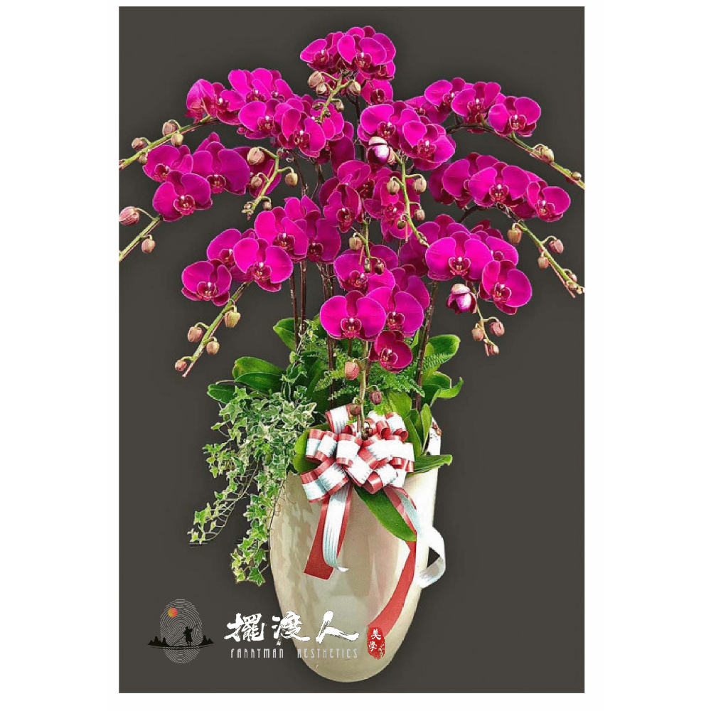 立盆蘭花十一株