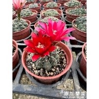 開花仙人掌(新手推薦)