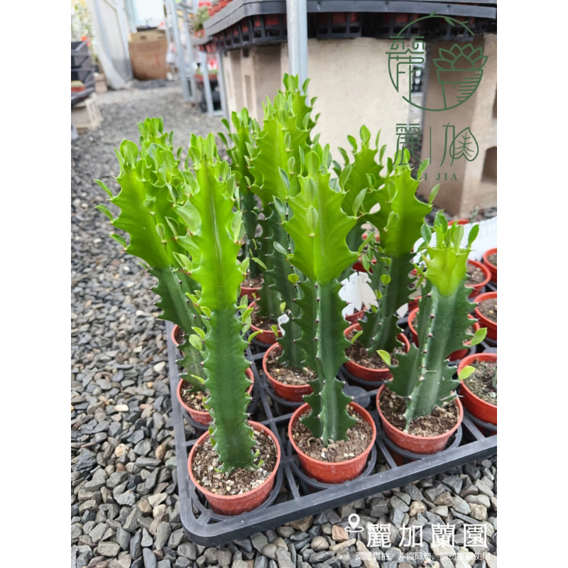 大戟科類多肉植物