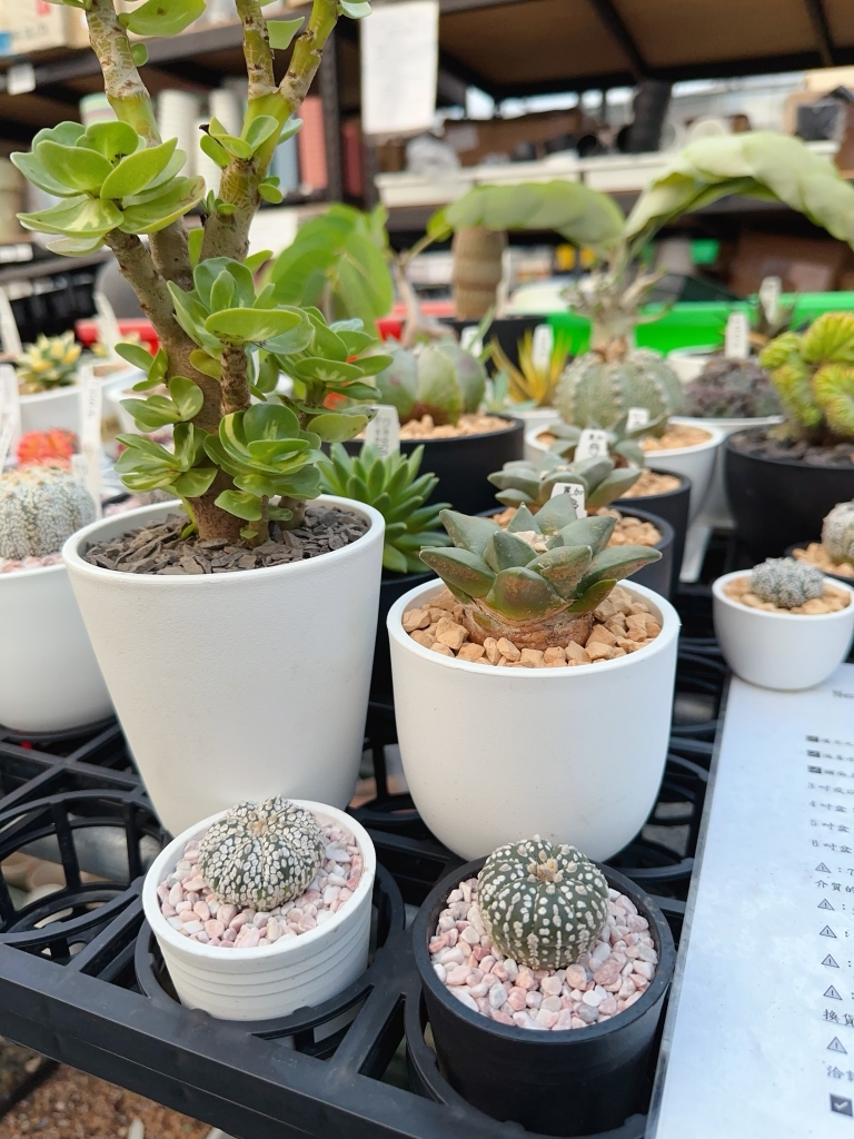 其它相關實際種植照片參考