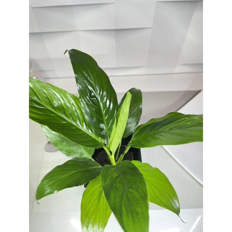 3吋盆-白鶴芋(黑塑方盆)(若花器缺貨會以相似花器取代)