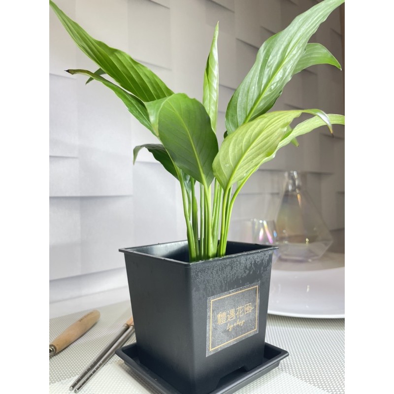 3吋盆-白鶴芋(黑塑方盆)(若花器缺貨會以相似花器取代)