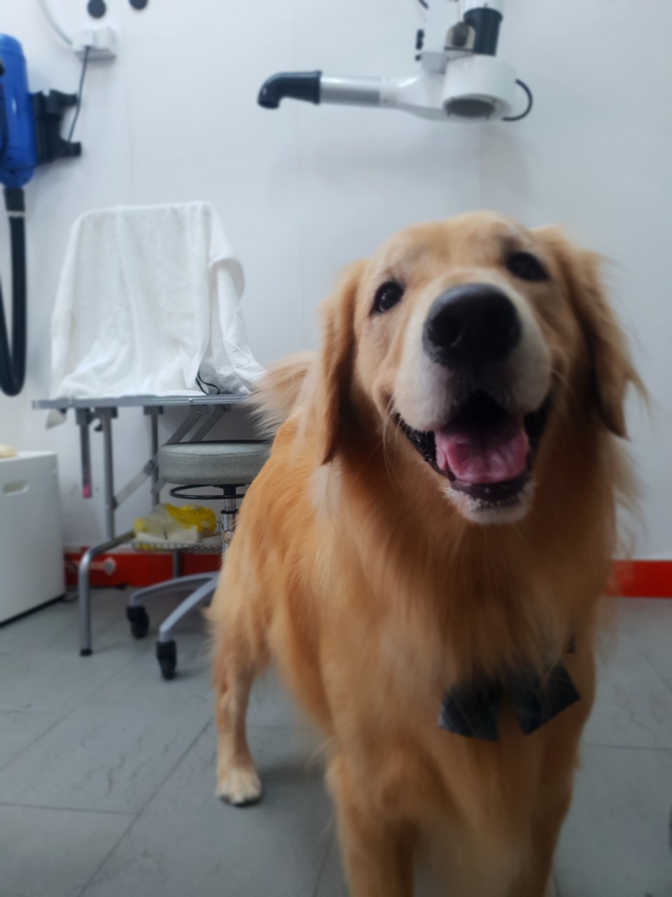 狗狗美容－黃金獵犬
