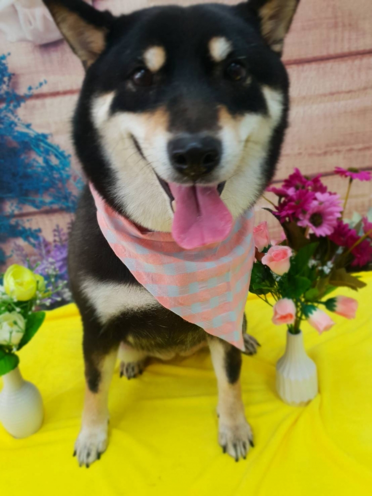 狗狗美容－柴犬